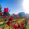 FOTO 4. Otoño en las viñas de la EPS